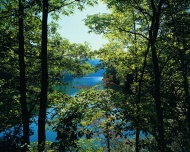 湖边的树林图片