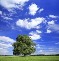 蓝天草原树木图片