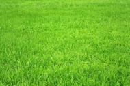 绿色平原草丛图片