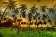 椰树林草原夕阳图片