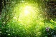 绿光森林图片