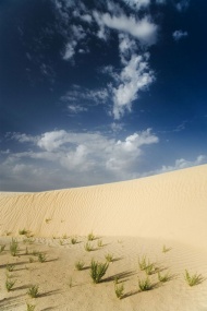 沙漠绿草蓝天图片