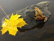 河塘青蛙枫叶图片