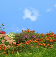 花卉植物草丛图片