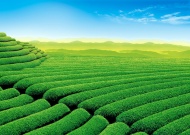 绿茶茶山图片