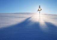 雪地阳光树木图片