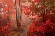 红色枫树林图片