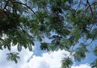 芙蓉树图片
