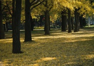 公园树林图片