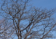 树干树枝图片