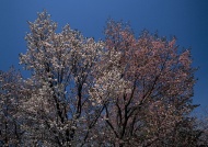桃花树图片