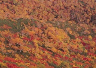 山峰红树林图片