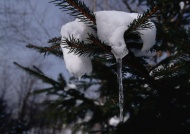 落在香杉树的雪花图片
