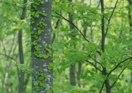 树林绿叶图片