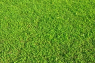 绿幽幽的草地图片
