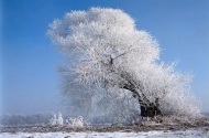 挂满雪的树图片