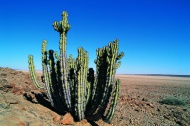 沙漠仙人掌刺树图片