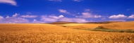 巨幅金色稻田图片