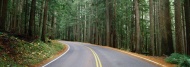 森林道路图片