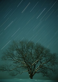 夜景树木美丽夜景图片