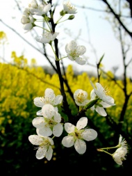 白色桃花花枝图片