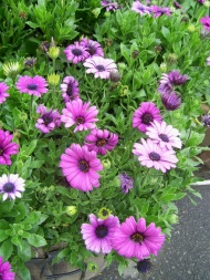 紫色花丛图片