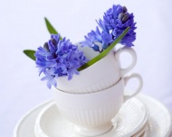 宁静素雅的蓝色花卉图片