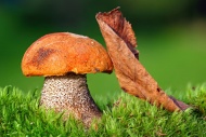 三张蘑菇图片