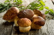 盆栽蘑菇图片