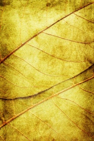 叶子叶脉图片