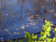 湖面落叶图片