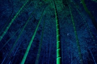 竹林夜色图片