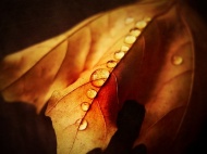 枯叶上的水珠图片