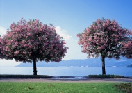 两棵茂盛的树图片