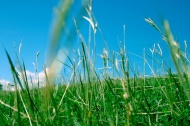 绿色芦苇草丛图片