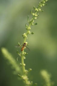 蜜蜂植物图片