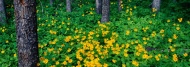 森林野菊花图片