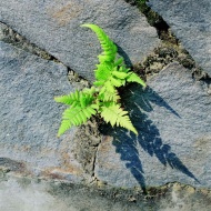 石头缝里的植物图片