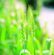 小麦幼苗图片