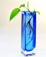 水养植物图片