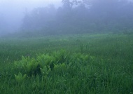 草丛晨雾图片