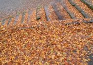 台阶上的落叶枫叶图片