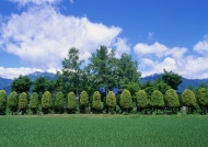 田野树林蓝天白云图片