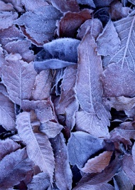 树叶上的冰霜图片
