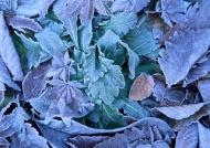 叶子上的冰霜图片