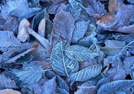 叶子上的冰霜图片