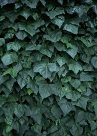 植物叶子图片