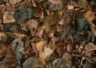 枯树叶图片