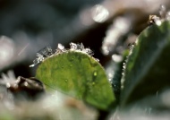 植物上的霜水图片