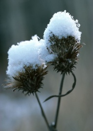植物上的冰霜图片